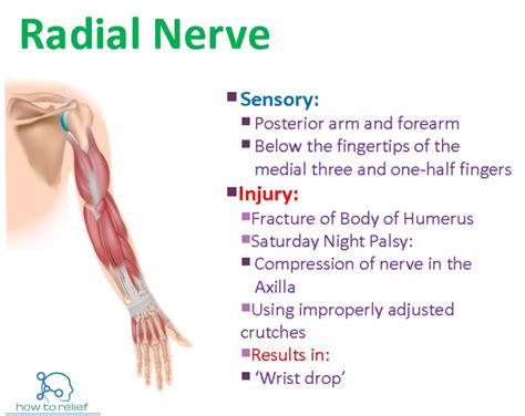Tibial Nerve Course Motor Sensory Innervation How To