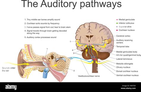 The Auditory System Is The Sensory System For The Sense Of Hearing It