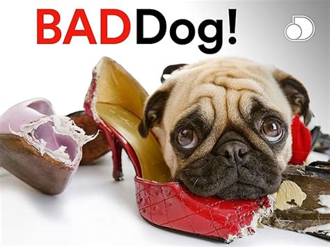 Watch Bad Dog Season 2 Prime Video