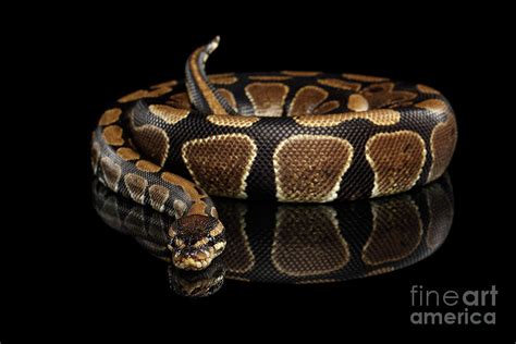 Ball Or Royal Python Snake On Isolated Black Background Photograph By