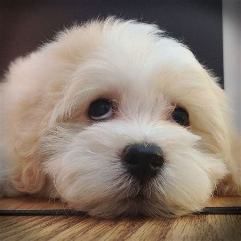 About our havanese puppies our babies have been born into our hands and raised in our home in ri for decades, where they receive tender loving care and lots of daily socialization and. just look at those eyes | Cute dog pictures, Puppies, Cute puppies