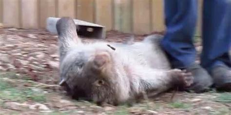 Rescued Wombat Flips Out When You Stop Petting Her The Dodo