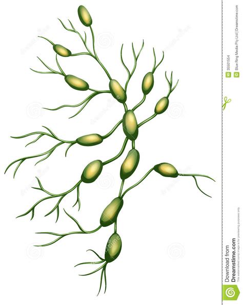 Lymph Nodes Stock Vector Illustration Of Lymphocytes 35501554