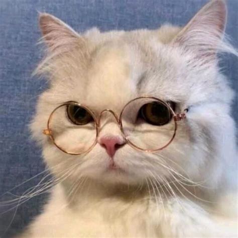 Wholesome Memes 8 Cute Cat Costumes Cute Cat Wallpaper Baby Cats