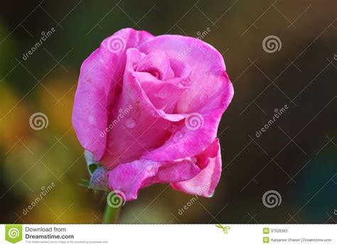 Roses Stock Image Image Of Baby Spring Beautiful Bloom 37526393