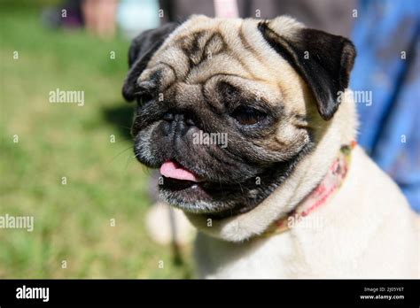Portrait Of A Pug Dog With His Tongue Hanging Out Against The
