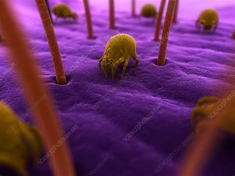 Dust Mites Artwork Stock Image F0041406 Science Photo Library