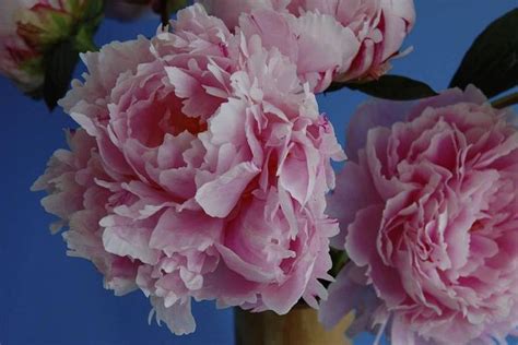 We did not find results for: How to Grow Peonies