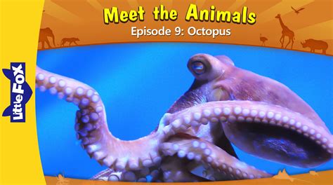 Meet The Animals Episode 9 Octopus Level 2 By Little Fox Giant