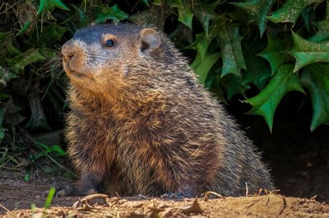 Groundhogs In Your Garden Fasci Garden