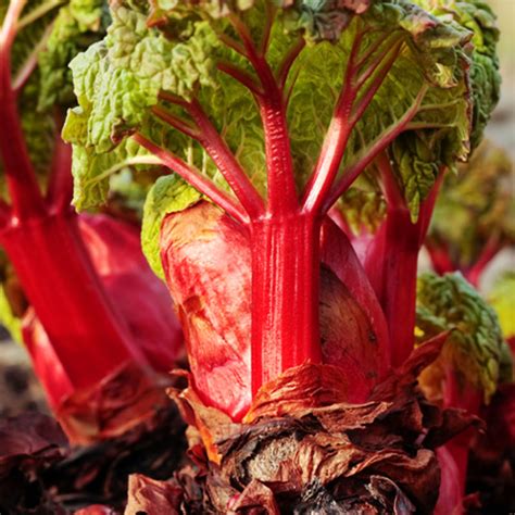 Bulb Bargain Crimson Red Rhubarb Bulb Blog Gardening Tips And