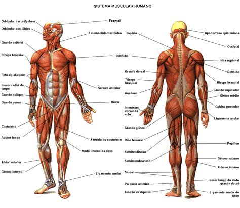 Principais músculos do corpo humano Sistema Muscular Humano
