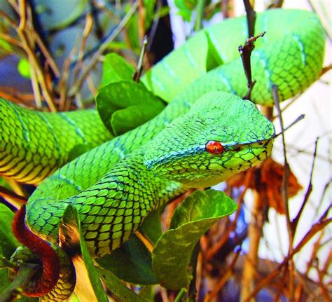 The Philippines Most Common Pit Viper Animal Scene Magazine