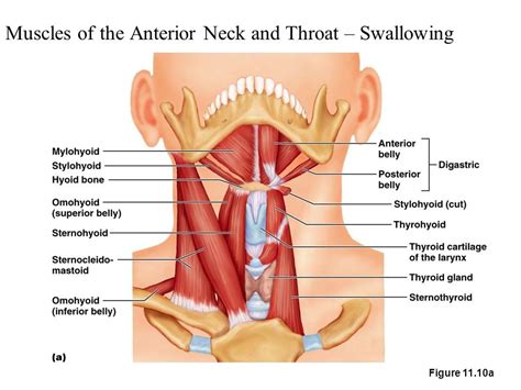 Anterior Neck Muscles Diagram Quizlet