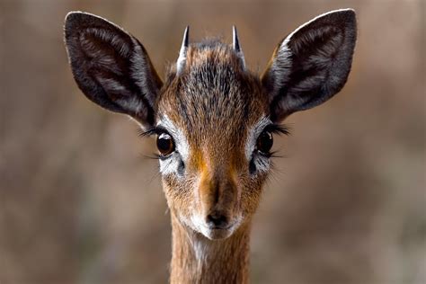 Dik Dik The Dik Dik Is The Smallest Antelope On Earth But Flickr