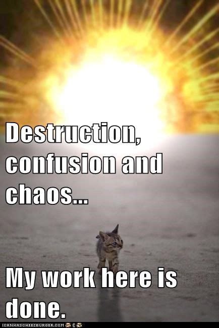 Destruction Confusion And Chaos My Work Here Is Done Funny Cat