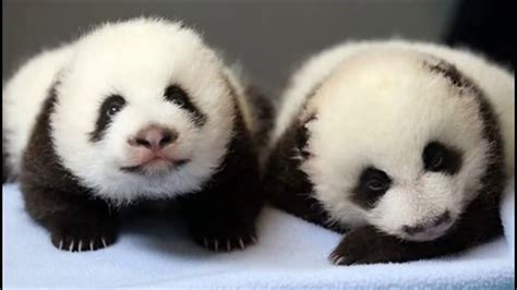 Baby Pandas Youtube