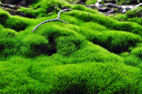 Weed Control In Moss Gardens How To Treat Weeds Growing In Moss