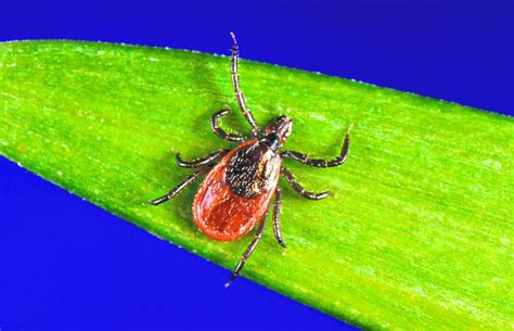 Northern Michigan Seeing An Explosion Of Tick Activity