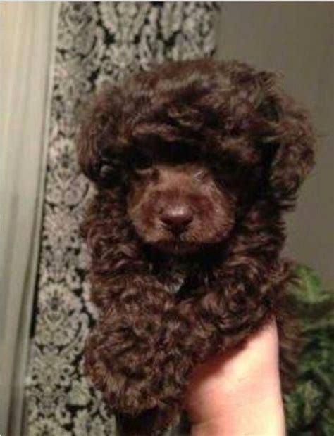 Love The Chocolate Color Poodlepuppyminiature Poodle
