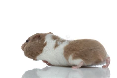 Little Syrian Hamster Walking On His Path Stock Photo Image Of Happy