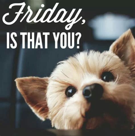 Friday Is That You Yorkie Funny Animals Pets