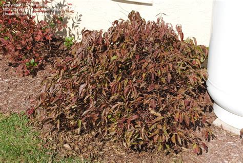Red twig dogwood shrubs are 14 shrubs you can't kill. PlantFiles Pictures: Red Twig Dogwood, Redosier Dogwood ...