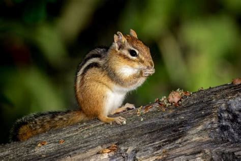 25 Different Types Of Chipmunks Naturenibble