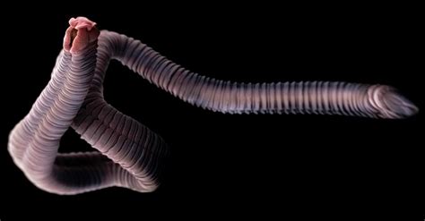 A Tapeworm A Parasite That Lives In The Intestines Of Humans And