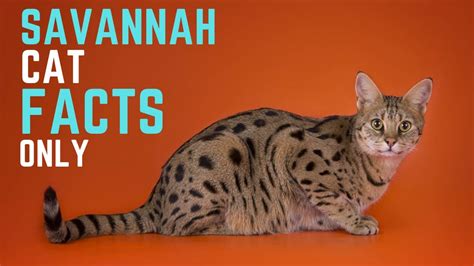 Savannah Cat Breed The Facts You Need To Know
