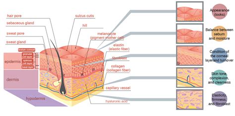 The Structure Of Human Skin Lifecell Australia