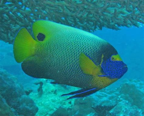 Blueface Angelfish Pomacanthus Xanthometopon Bleeker 1853 The