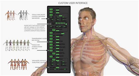 Full Female And Male Body Anatomy Dsmax D Model Cgtrader