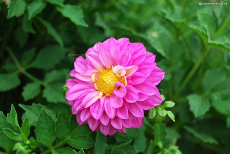 It looks glorious as a cut flower with a vase life of around 10 days. Dahlia varieties with names
