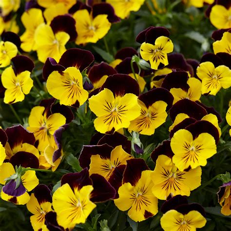 Trailing Pansy Cool Wave Red Wing Mirror Garden