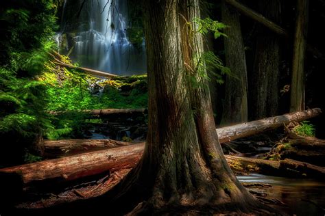 Enchanting Forest Photograph By Cat Connor Fine Art America