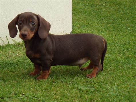 Miniature Dachshund Puppies Kc Reg Pra Clear Llanelli