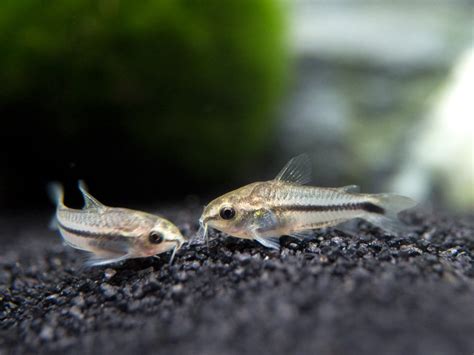 Pygmy Cory Catfish Corydoras Pygmaeus Tank Raised Aquatic Arts On