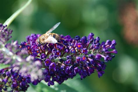 Pollinator Research Garden — Berks County — Master Gardener