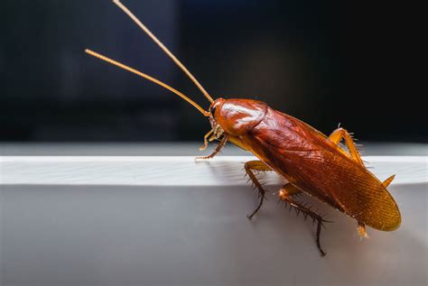 What Attracts Cockroaches Into Propertie