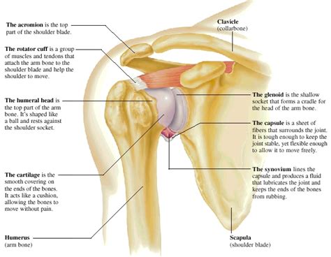 The muscular system consists of the skeletal muscles and their associated structures. Shoulder Injuries l Piedmont Healthcare Orthopedics l ...
