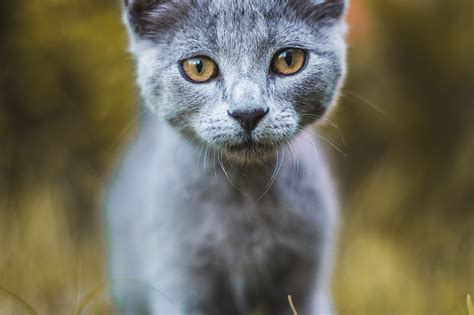 Cat Glance Gray Pet Hd Phone Wallpaper Peakpx