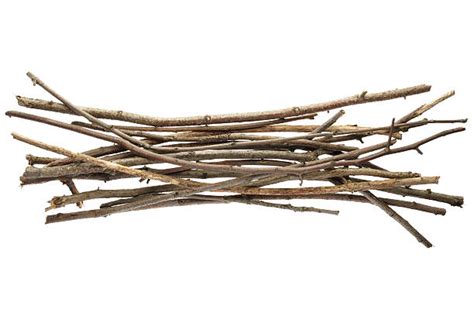 Royalty Free Twig Pictures Images And Stock Photos Istock