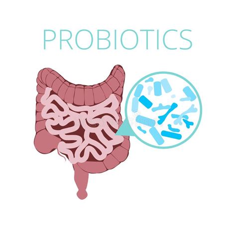 Intestinal Flora Gut Health Vector Concept With Bacteria And Probiotics