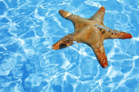 Starfish In Blue Water Stock Photo Image Of Star Sunny 2416830