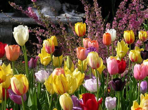 Gambar Alam Menanam Daun Bunga Bunga Tulp Musim Semi Kucing