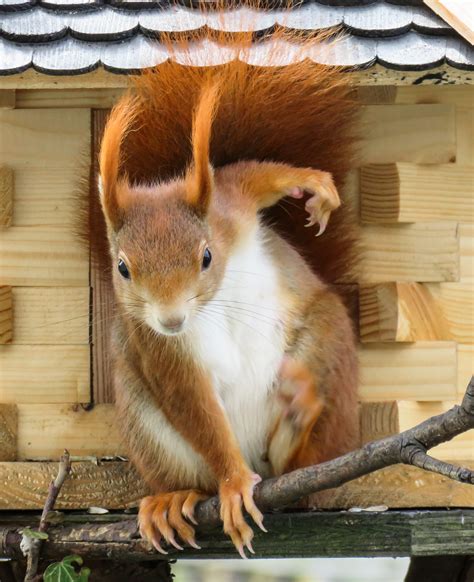 무료 이미지 단 귀엽다 야생 생물 모피 포유 동물 다람쥐 정원 크로와상 설치류 동물 상 상승 급송 눈