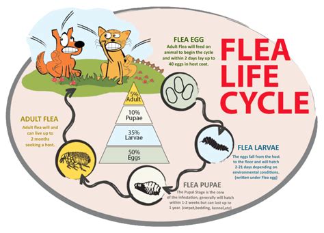 Flea Control Ecologic Entomology