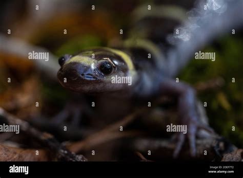 An Adult Male Ringed Salamander Ambystoma Annulatum At A Breeding