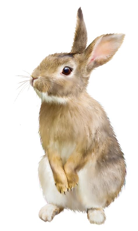 80 Awesome Rabbit Png Clipart Wild Animals Pictures Rabbit Png Mammals